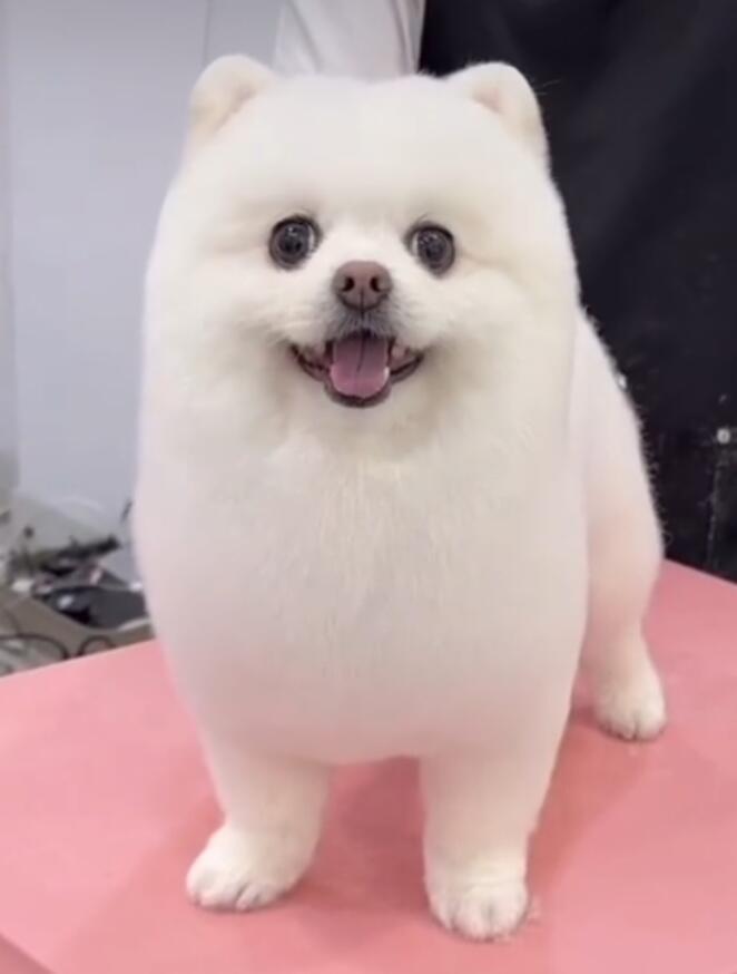 博美完成造型展示
